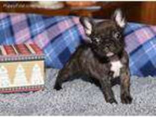 French Bulldog Puppy for sale in Pilot Point, TX, USA