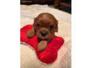 Cavalier King Charles Spaniel Puppy for sale in Manchester, IA, USA