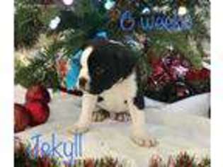 Olde English Bulldogge Puppy for sale in Pleasant Grove, UT, USA