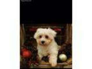 Maltese Puppy for sale in Center Ridge, AR, USA