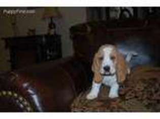 Basset Hound Puppy for sale in Richton, MS, USA