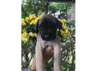 Mastiff Puppy for sale in Toledo, OH, USA