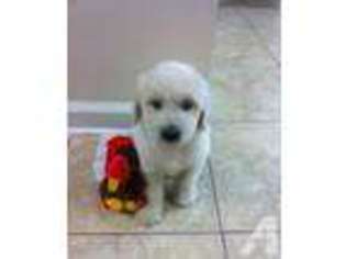 Goldendoodle Puppy for sale in SAVANNAH, GA, USA