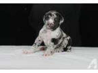 Great Dane Puppy for sale in WEST PALM BEACH, FL, USA
