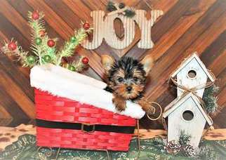 Yorkshire Terrier Puppy for sale in Ocoee, FL, USA