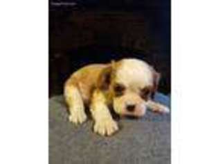 Cavalier King Charles Spaniel Puppy for sale in Albany, GA, USA