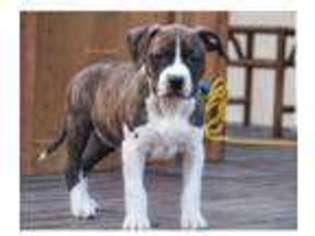 American Staffordshire Terrier Puppy for sale in North Hollywood, CA, USA