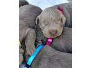 Labrador Retriever Puppy for sale in Yacolt, WA, USA