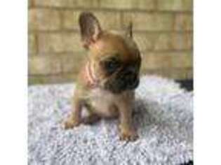 French Bulldog Puppy for sale in Channelview, TX, USA