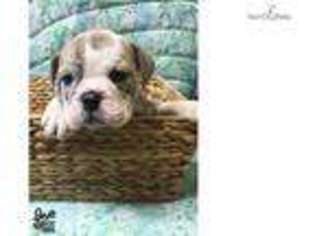 Bulldog Puppy for sale in Hattiesburg, MS, USA