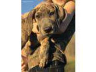 Great Dane Puppy for sale in Jefferson, OH, USA