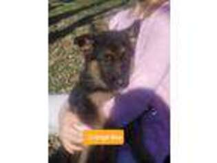 German Shepherd Dog Puppy for sale in Fredonia, PA, USA