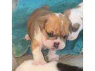 Olde English Bulldogge Puppy for sale in Florence, AL, USA