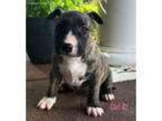 Bull Terrier Puppy for sale in Ocala, FL, USA