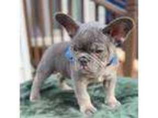 French Bulldog Puppy for sale in North Bergen, NJ, USA