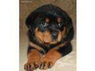 Rottweiler Puppy for sale in Central Valley, UT, USA
