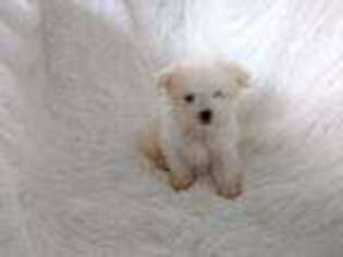 Maltese Puppy for sale in Toccoa, GA, USA
