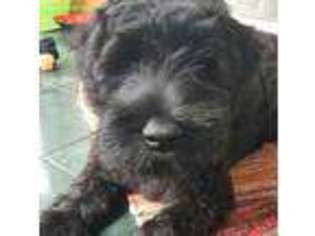 Mutt Puppy for sale in Ozark, AL, USA