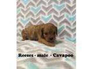 Cavapoo Puppy for sale in Alpha, KY, USA