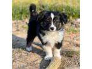 Miniature Australian Shepherd Puppy for sale in Benton, MS, USA
