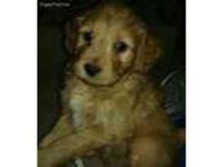 Goldendoodle Puppy for sale in Belle Vernon, PA, USA