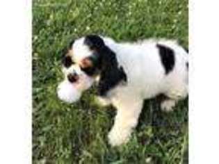 Cocker Spaniel Puppy for sale in Rush, KY, USA