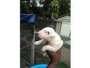 Bull Terrier Puppy for sale in Winter Haven, FL, USA