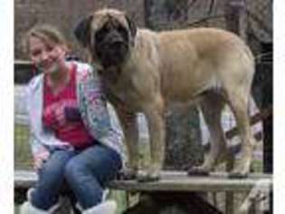 Mastiff Puppy for sale in LEXINGTON, KY, USA