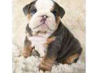 Bulldog Puppy for sale in Middletown, DE, USA