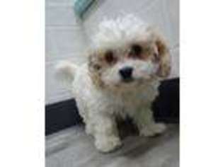 Cavachon Puppy for sale in Clare, IL, USA