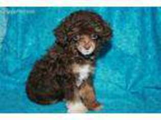 Mutt Puppy for sale in Dawson Springs, KY, USA