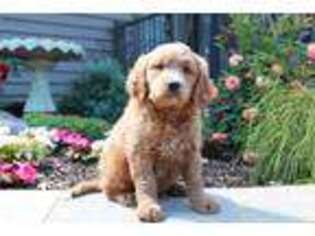 Goldendoodle Puppy for sale in Dundee, OH, USA