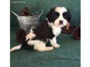 Cavalier King Charles Spaniel Puppy for sale in Bedford, IN, USA