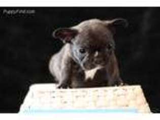 French Bulldog Puppy for sale in Ash Grove, MO, USA