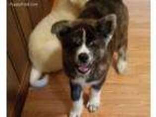 Akita Puppy for sale in Slippery Rock, PA, USA