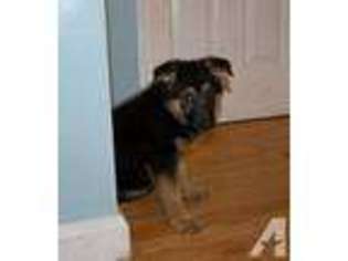 German Shepherd Dog Puppy for sale in BELMONT, NH, USA