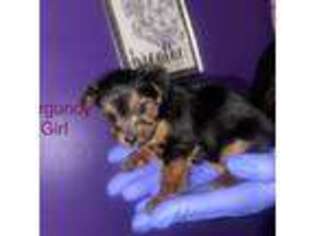 Yorkshire Terrier Puppy for sale in Hyattsville, MD, USA