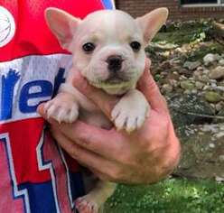 French Bulldog Puppy for sale in Lupton City, TN, USA
