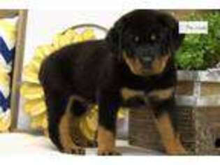 Rottweiler Puppy for sale in Springfield, MO, USA