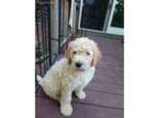 Goldendoodle Puppy for sale in Erieville, NY, USA