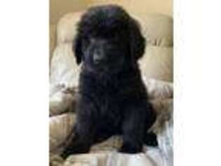 Newfoundland Puppy for sale in Minneapolis, MN, USA