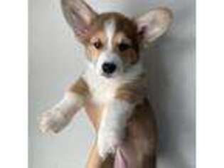 Pembroke Welsh Corgi Puppy for sale in Knoxville, TN, USA