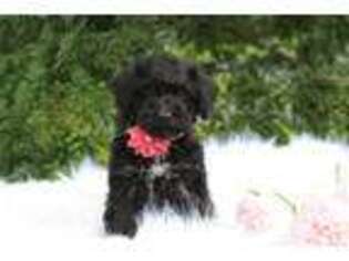 Schnoodle (Standard) Puppy for sale in Dundee, NY, USA