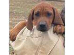 Rhodesian Ridgeback Puppy for sale in Taylorsville, GA, USA
