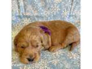 Goldendoodle Puppy for sale in Pine River, MN, USA