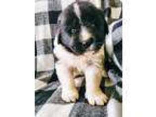 Newfoundland Puppy for sale in Newmanstown, PA, USA