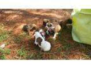 Boxer Puppy for sale in Wilson, NC, USA