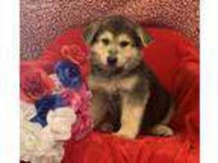 German Shepherd Dog Puppy for sale in Commodore, PA, USA