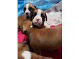 Boxer Puppy for sale in Tillamook, OR, USA