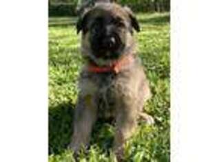 German Shepherd Dog Puppy for sale in Cookeville, TN, USA